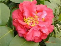 鮑林[山茶科山茶屬植物]