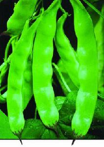 將軍油豆 將軍油豆