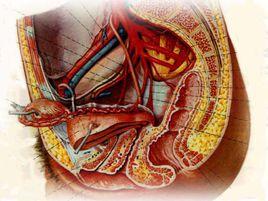 卵巢脫垂 卵巢脫垂