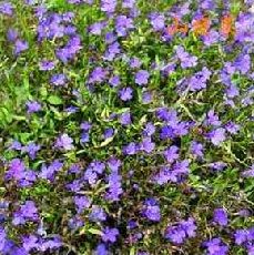 柳葉山梗菜 柳葉山梗菜