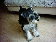 迷你雪納瑞犬[雪納瑞犬品種]