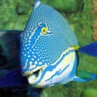 細菌性爛鰓病 細菌性爛鰓病