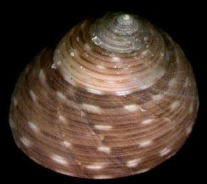 櫻井鐘螺 櫻井鐘螺