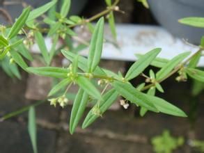 傘房花耳草 傘房花耳草