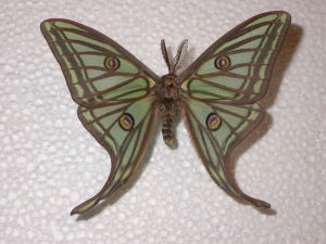 法布爾曾將數十隻大天蠶蛾的觸角切除 