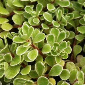 萬年草白覆輪 萬年草白覆輪