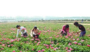 崑崙藥用植物觀光園 崑崙藥用植物觀光園