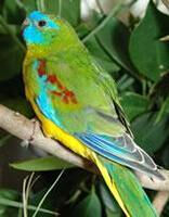 青綠草原鸚鵡 青綠草原鸚鵡