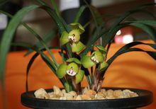 春嬋（春蘭名品）