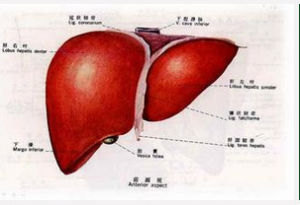 原發性膽汁性肝硬化