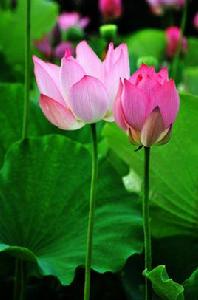 夏日賞荷 夏日賞荷