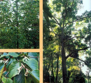 思茅青岡 思茅青岡