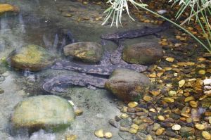 娃娃魚自然保護區 娃娃魚自然保護區