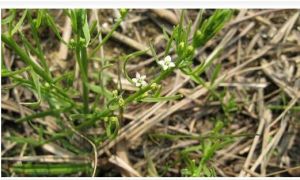 百蕊草組 百蕊草組