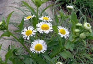 小白菊屬 小白菊屬