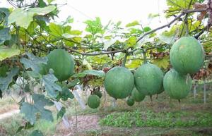 豐收村[安徽省安慶市潛山縣]