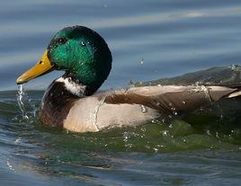綠頭鴨[動物]
