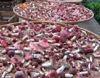 德化野生紅菇 德化野生紅菇