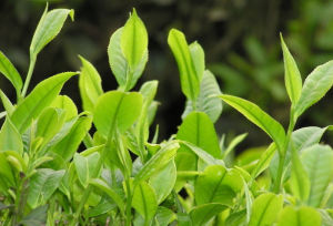 乳前龍井 乳前龍井