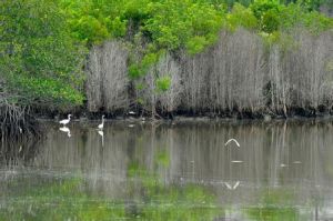 海南花場灣紅樹林自然保護區 海南花場灣紅樹林自然保護區
