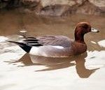 赤頸鴨