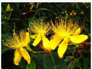 橢圓葉金絲桃 橢圓葉金絲桃