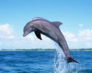 海豚[動物]