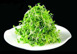 涼拌香椿苗 涼拌香椿苗