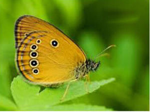 莎草眼蝶 莎草眼蝶