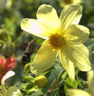 六蛾戲珠[六蛾戲珠]