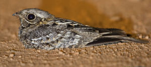 印度夜鷹 印度夜鷹