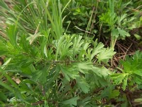 西南牡蒿 西南牡蒿