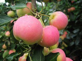 蘋果亞科 蘋果亞科