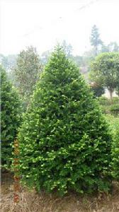 新寧縣靖位鄉珍稀苗木基地 新寧縣靖位鄉珍稀苗木基地