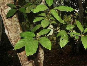 七葉一把傘 七葉一把傘