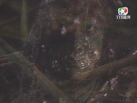 血蛙[1988版絕代雙驕里的角色]