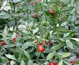 假葉樹科 假葉樹科