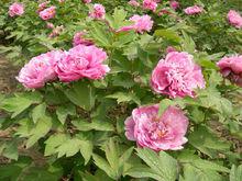 彩霞[芍藥屬栽培品種]