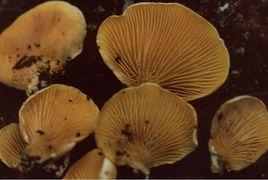 耳狀網褶菌 耳狀網褶菌