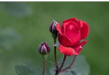 科斯拉斯 科斯拉斯