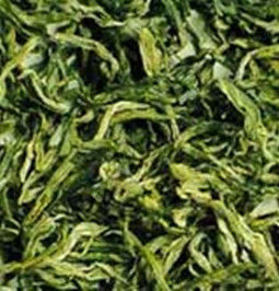 天尊貢芽 天尊貢芽