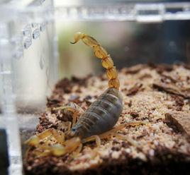 條斑鉗蠍 條斑鉗蠍