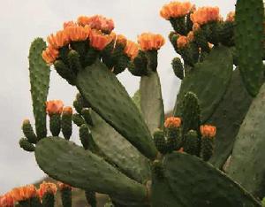 神仙掌花 神仙掌花