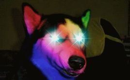 氪金狗眼 氪金狗眼