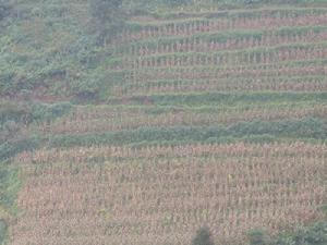 山後下村-玉米種植