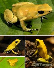 金色箭毒蛙