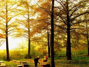 十里古銀杏長廊