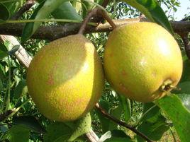 北甸子村 北甸子村