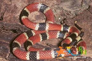 西部珊瑚蛇 西部珊瑚蛇