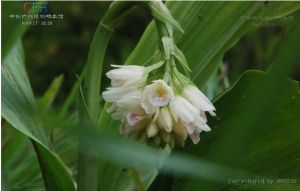 多花地寶蘭 多花地寶蘭